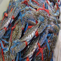 临沂海鲜活体空运